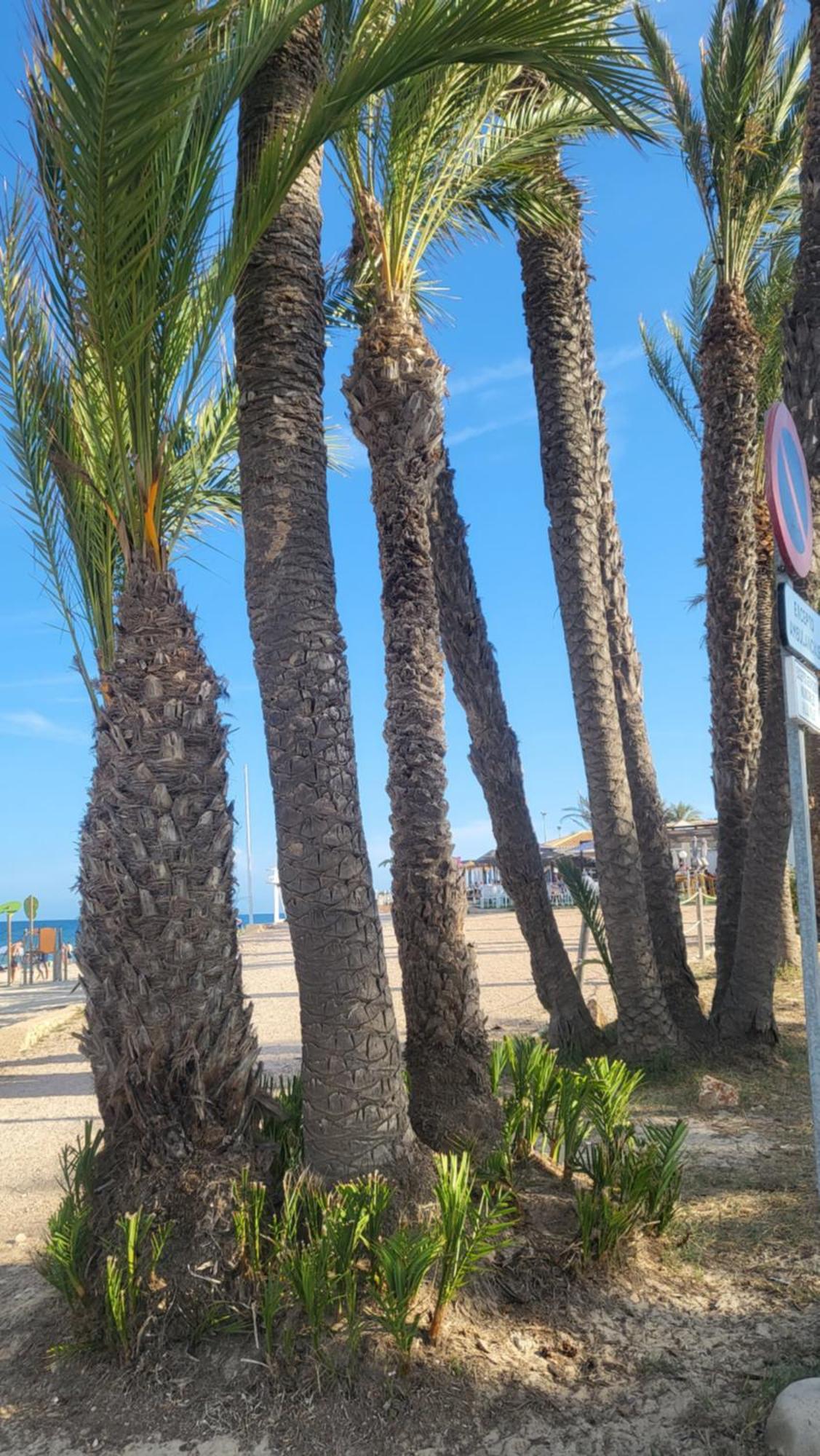 Apartamento Ines, Dehesa De Campoamor,900M From The Sea , Swimming Pool & Tennis Court מראה חיצוני תמונה